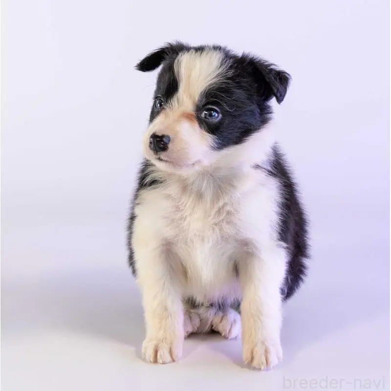 販売中の鹿児島県のボーダーコリー-453725の3枚目