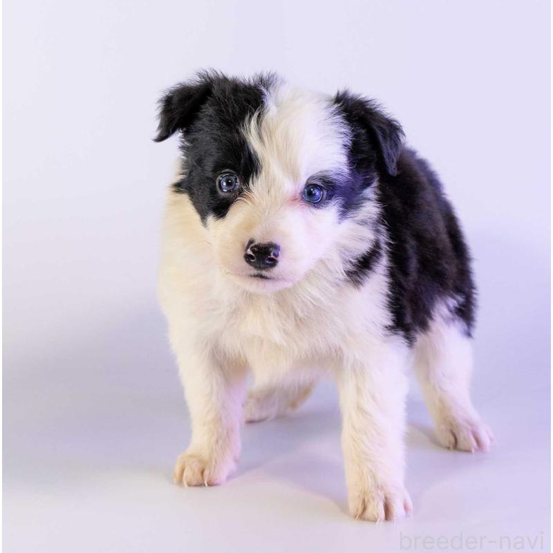 販売中の鹿児島県のボーダーコリー-453726の5枚目