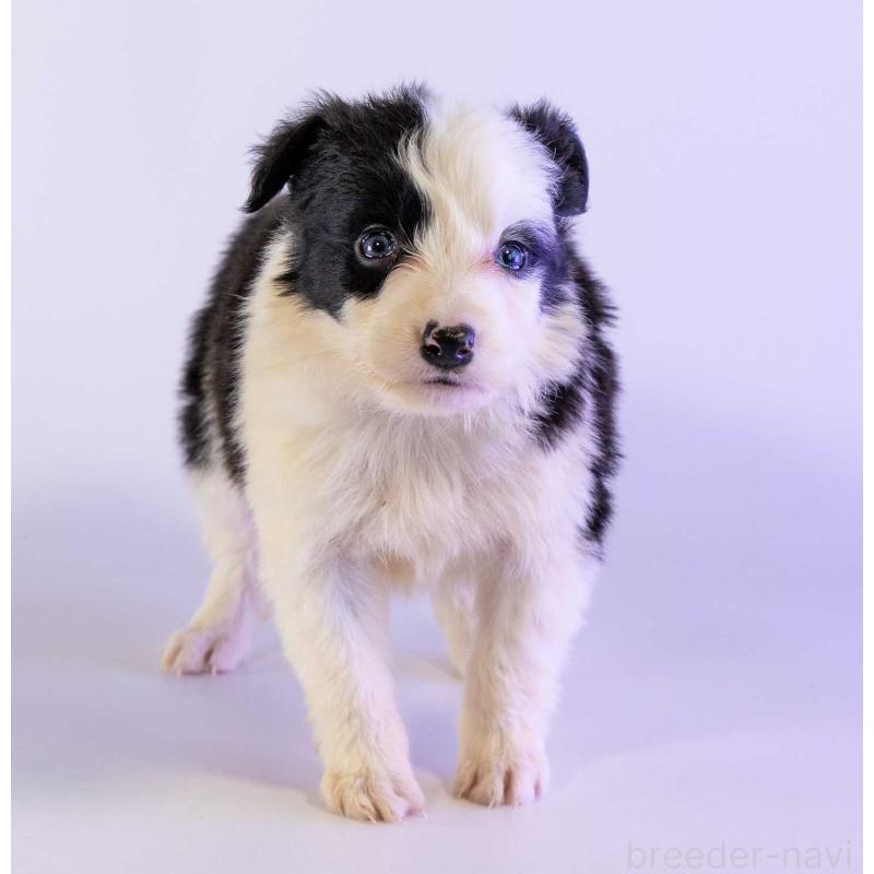 販売中の鹿児島県のボーダーコリー-453726の4枚目