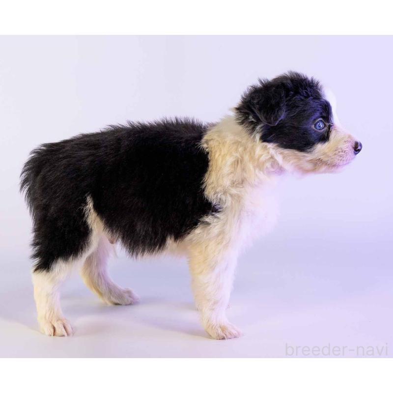 販売中の鹿児島県のボーダーコリー-453726の3枚目