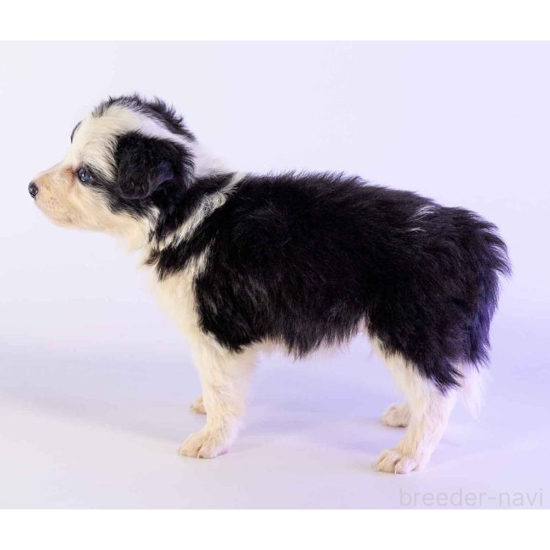 販売中の鹿児島県のボーダーコリー-453726の2枚目