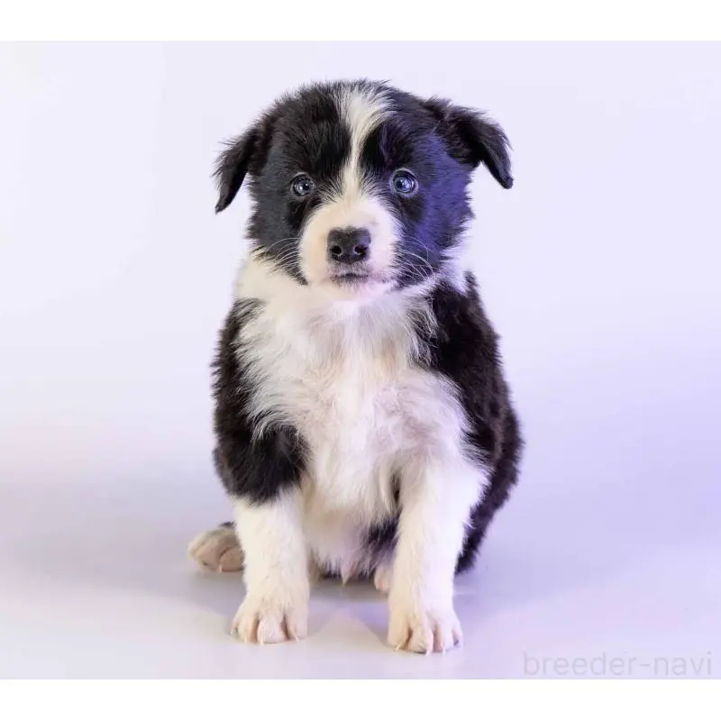 販売中の鹿児島県のボーダーコリー-453727の6枚目