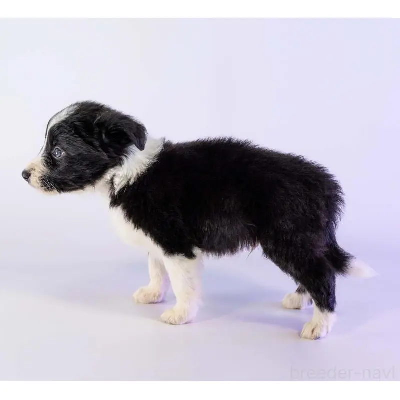 販売中の鹿児島県のボーダーコリー-453727の5枚目