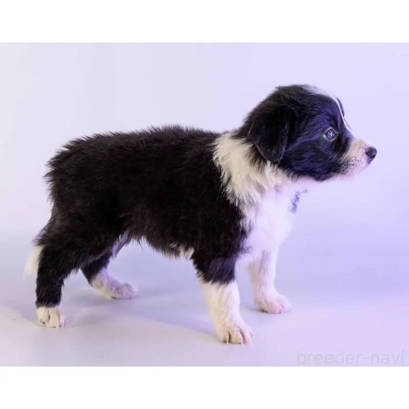 販売中の鹿児島県のボーダーコリー-453727の4枚目