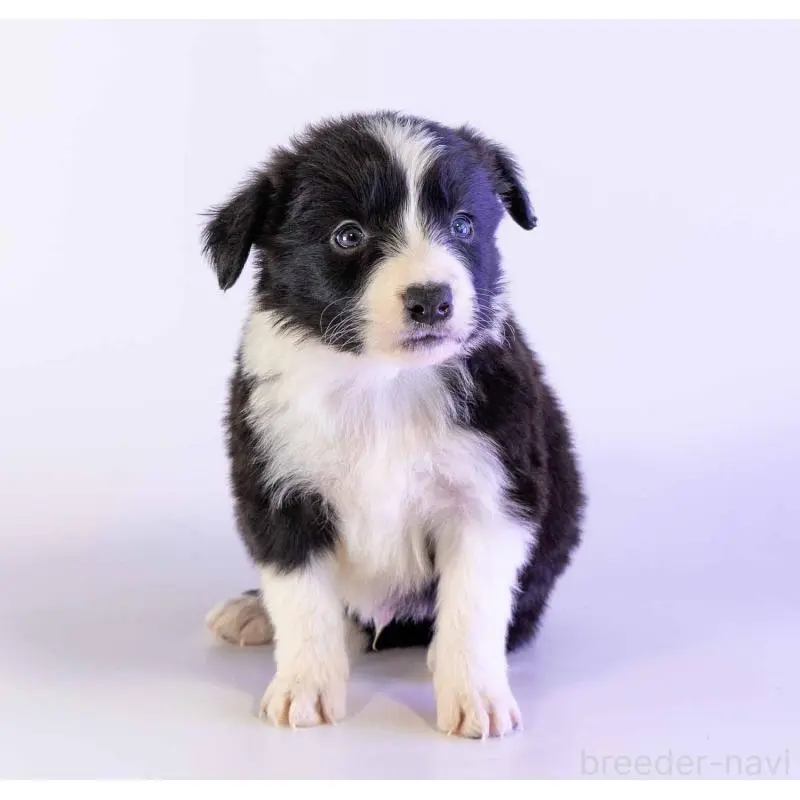 販売中の鹿児島県のボーダーコリー-453727の3枚目