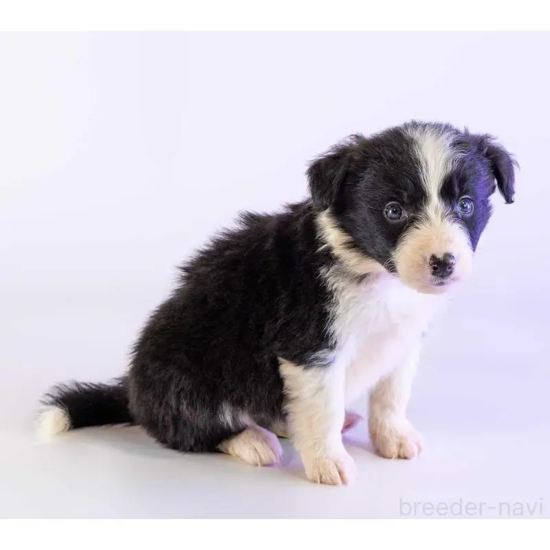 販売中の鹿児島県のボーダーコリー-453728の5枚目