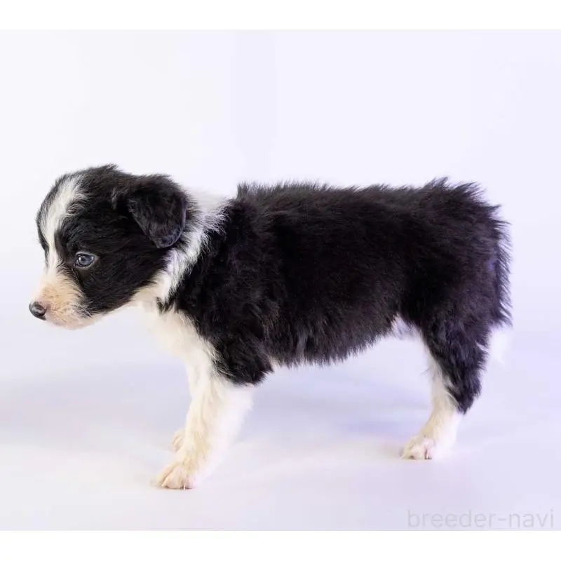 販売中の鹿児島県のボーダーコリー-453728の3枚目