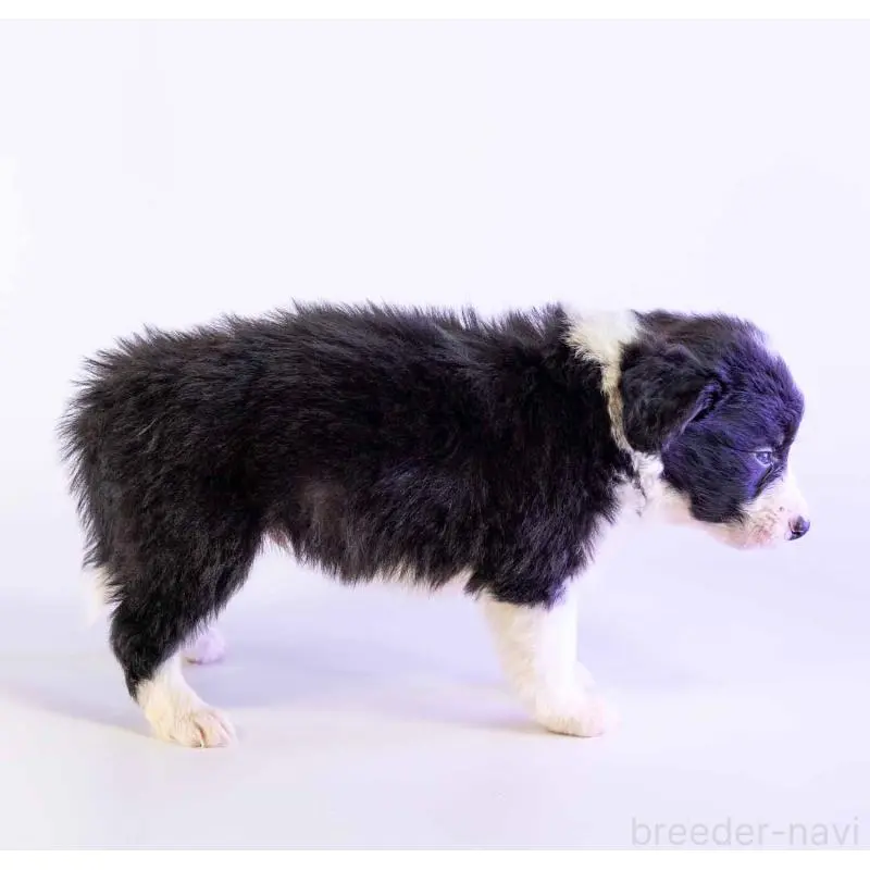 販売中の鹿児島県のボーダーコリー-453728の4枚目