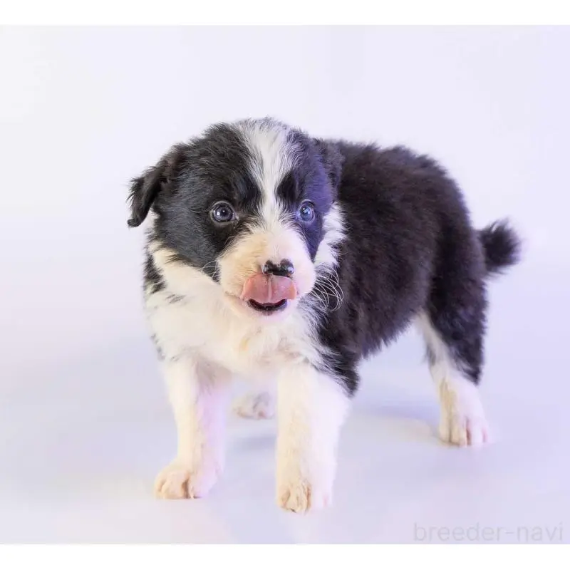 販売中の鹿児島県のボーダーコリー-453728の2枚目