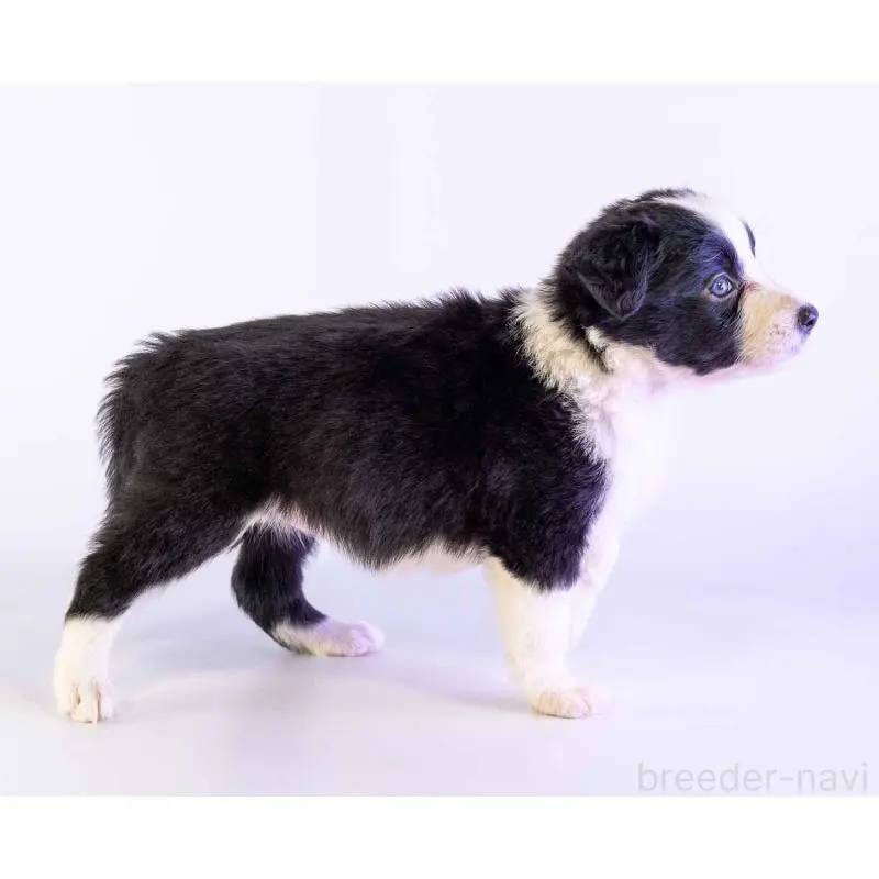 商談中の鹿児島県のボーダーコリー-453729の4枚目