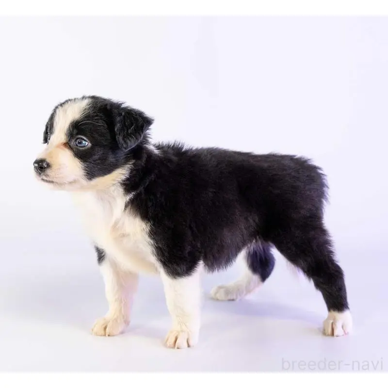 商談中の鹿児島県のボーダーコリー-453729の3枚目