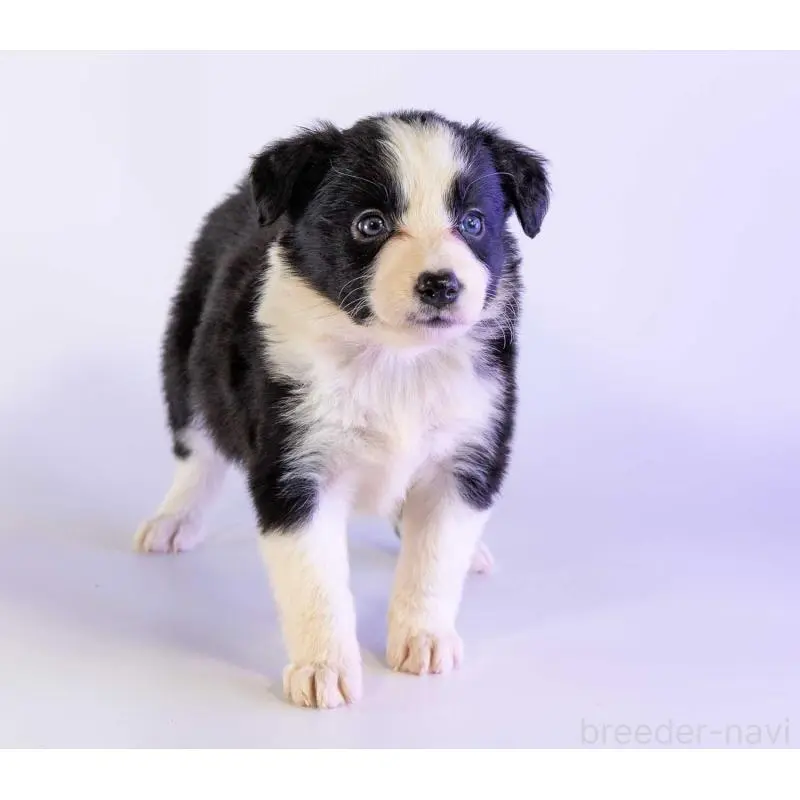 商談中の鹿児島県のボーダーコリー-453729の2枚目