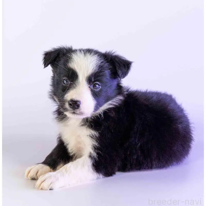 販売中の鹿児島県のボーダーコリー-453730の4枚目