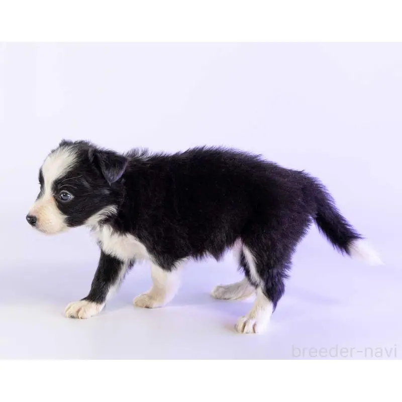 販売中の鹿児島県のボーダーコリー-453730の3枚目