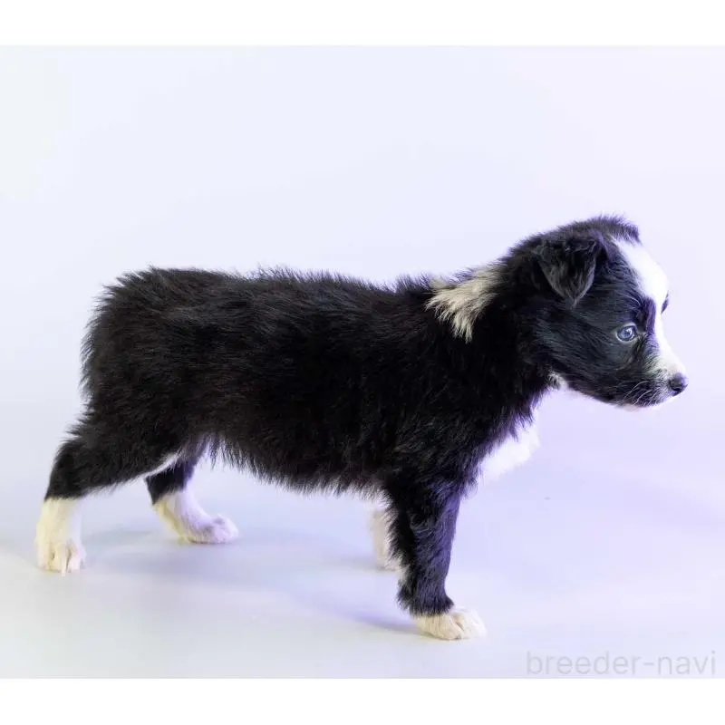 販売中の鹿児島県のボーダーコリー-453730の2枚目