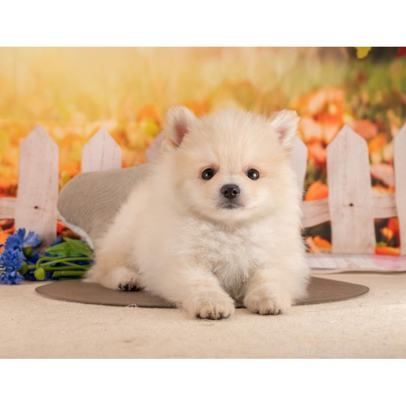 販売中の愛知県のポメラニアン-453732の5枚目