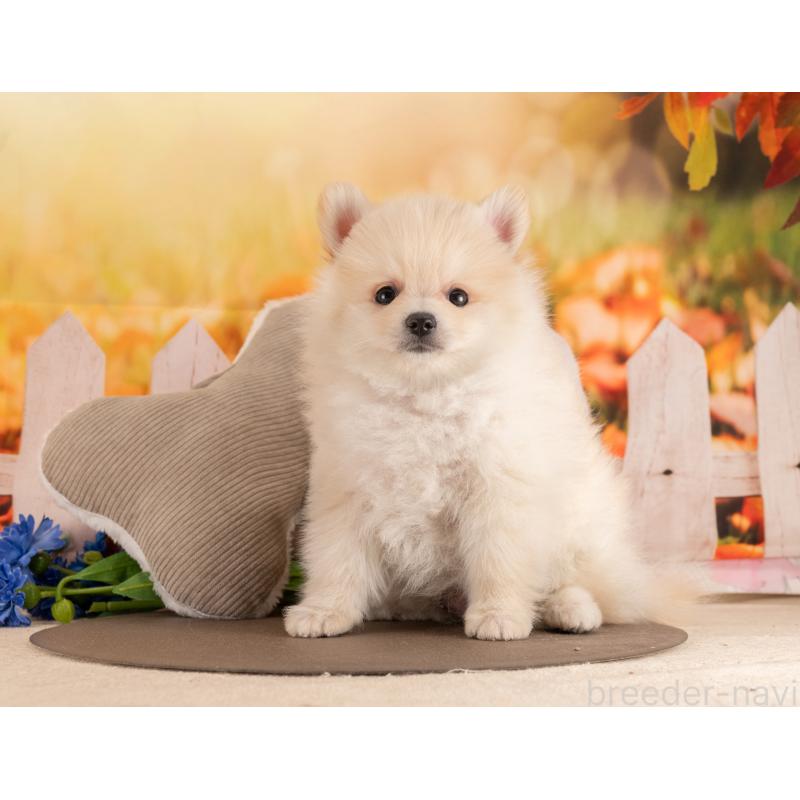 販売中の愛知県のポメラニアン-453732の4枚目