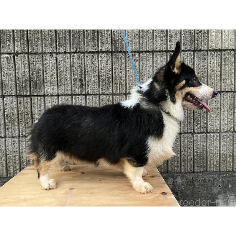 ブラジローくん1枚目