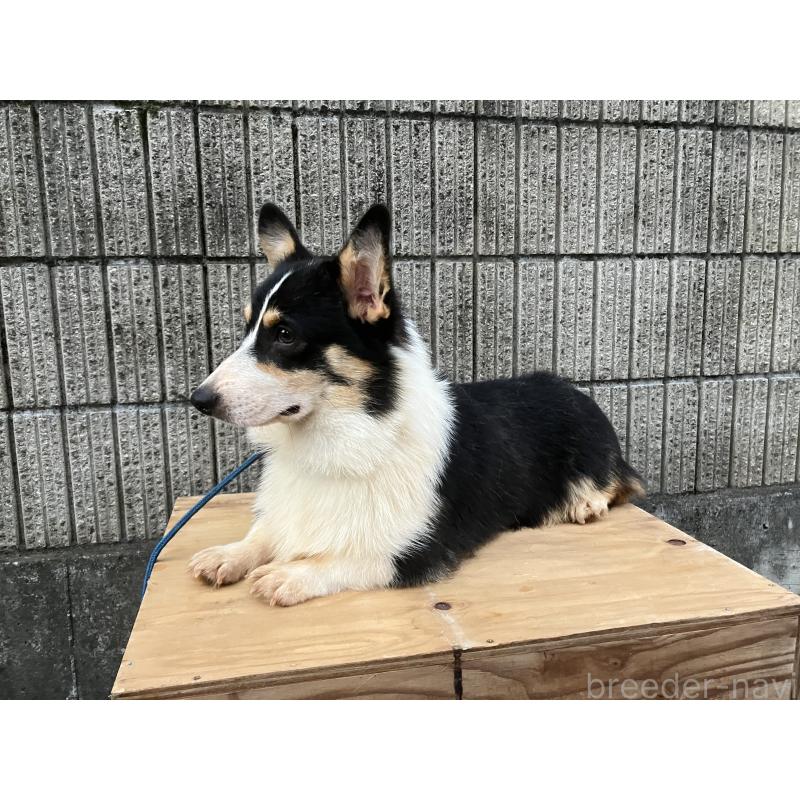 ブラジローくん3枚目