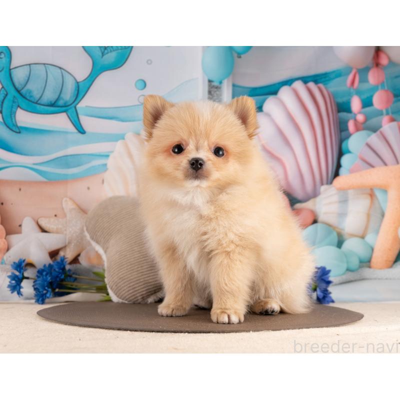 販売中の愛知県のポメラニアン-453733の4枚目