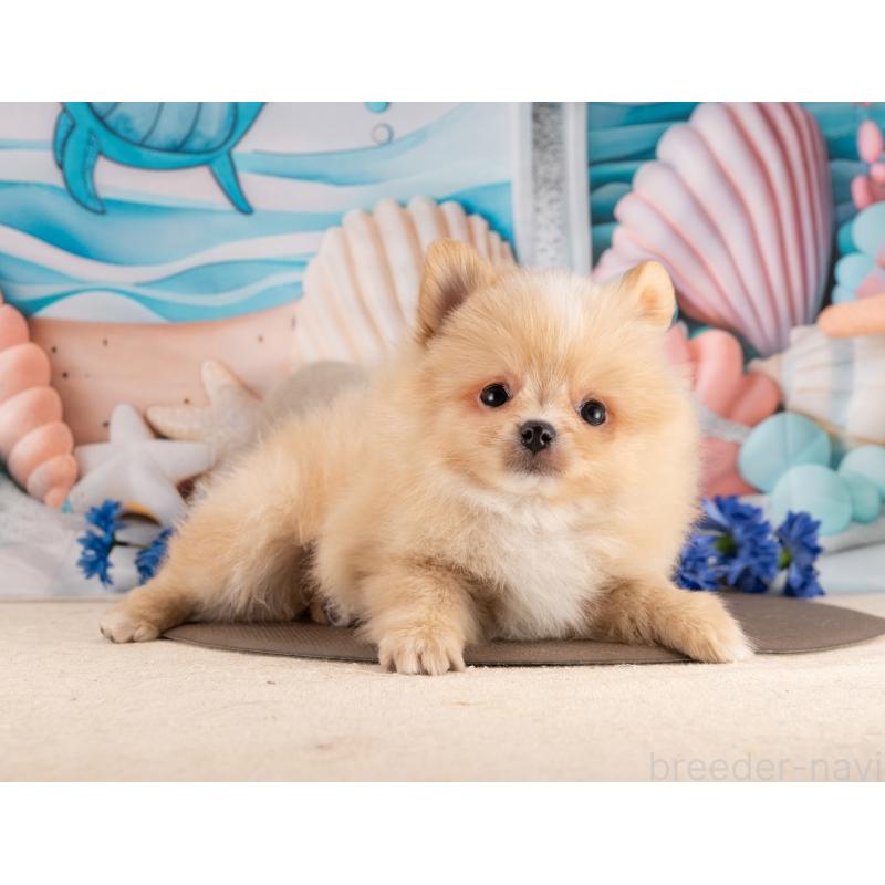 販売中の愛知県のポメラニアン-453733の3枚目