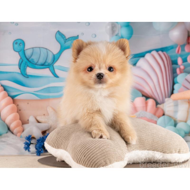 販売中の愛知県のポメラニアン-453733の2枚目