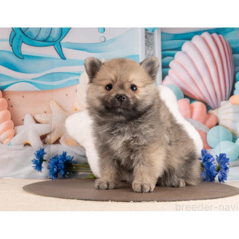 販売中の愛知県のポメラニアン-453734の5枚目