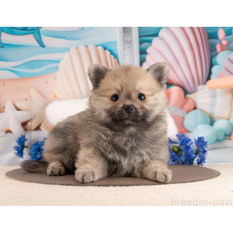販売中の愛知県のポメラニアン-453734の4枚目