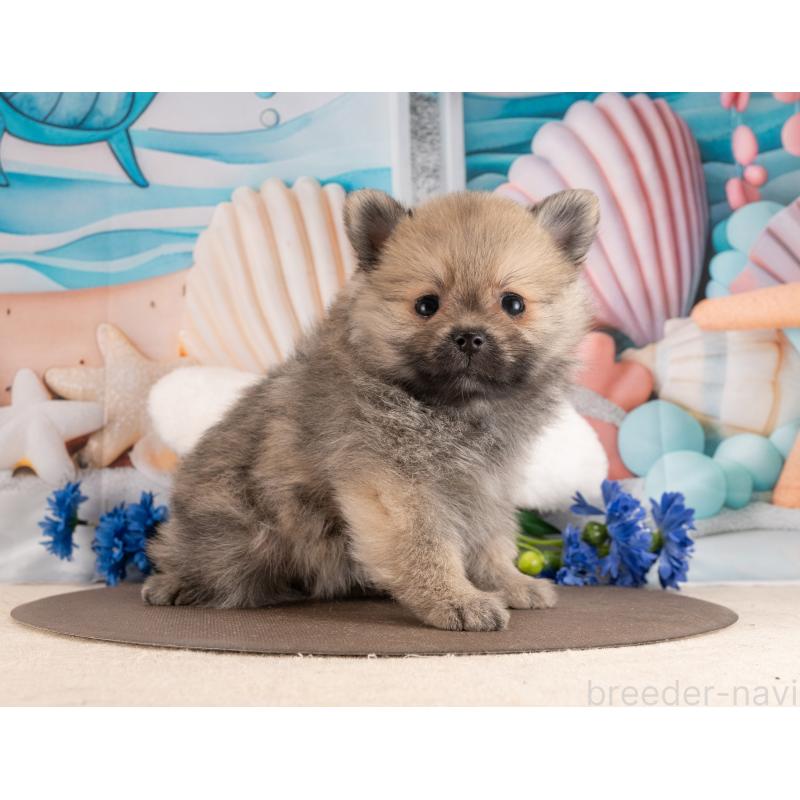 販売中の愛知県のポメラニアン-453734の2枚目