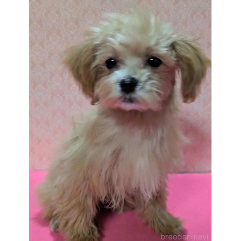 成約済の埼玉県のマルプー:マルチーズ×トイプードル-434726の7枚目