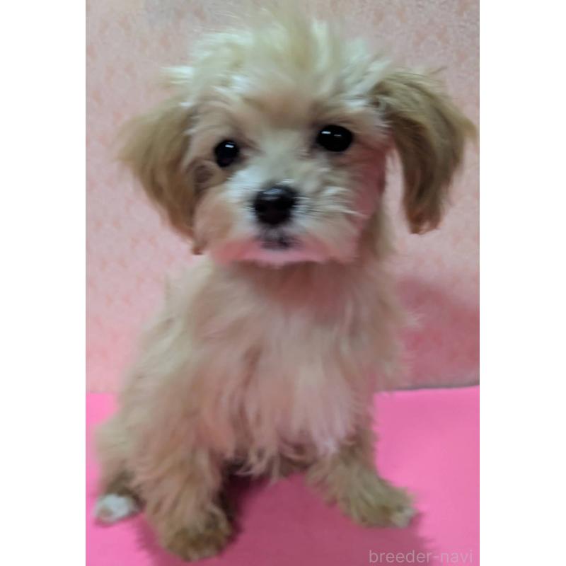 成約済の埼玉県のマルプー:マルチーズ×トイプードル-434726の6枚目