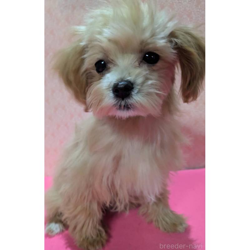 成約済の埼玉県のマルプー:マルチーズ×トイプードル-434726の4枚目