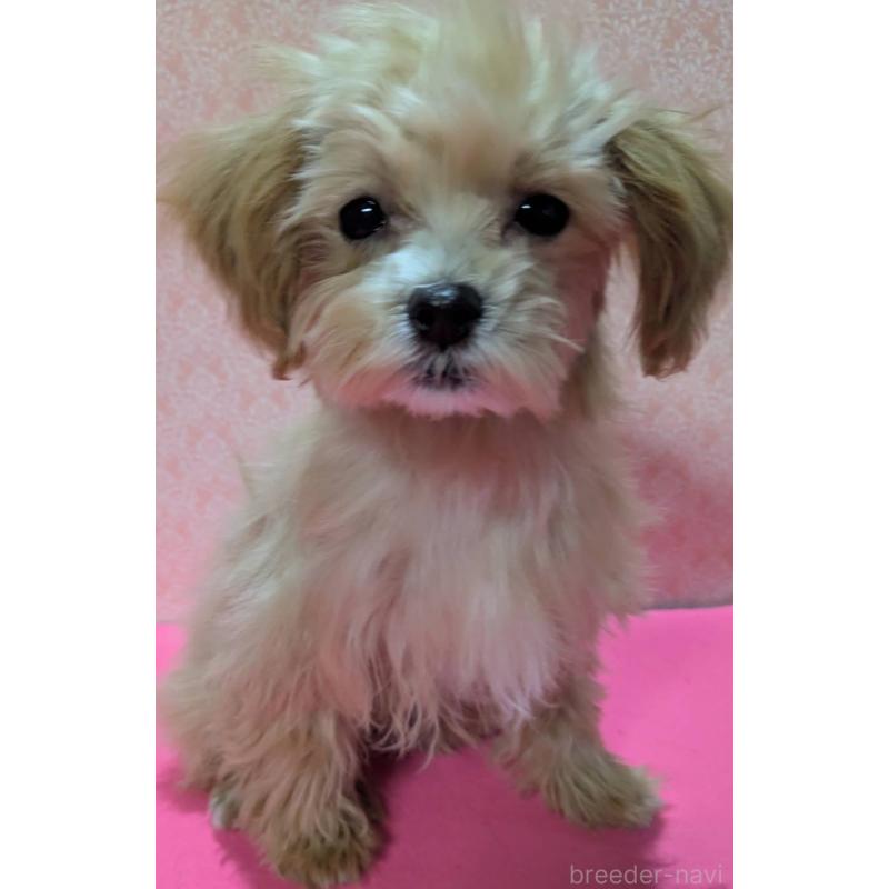 成約済の埼玉県のマルプー:マルチーズ×トイプードル-434726の3枚目