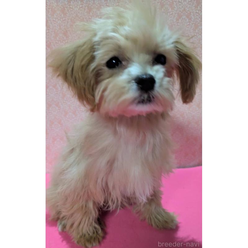 成約済の埼玉県のマルプー:マルチーズ×トイプードル-434726の2枚目