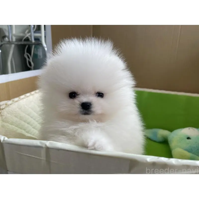 販売中の岐阜県のポメラニアン-453736の6枚目