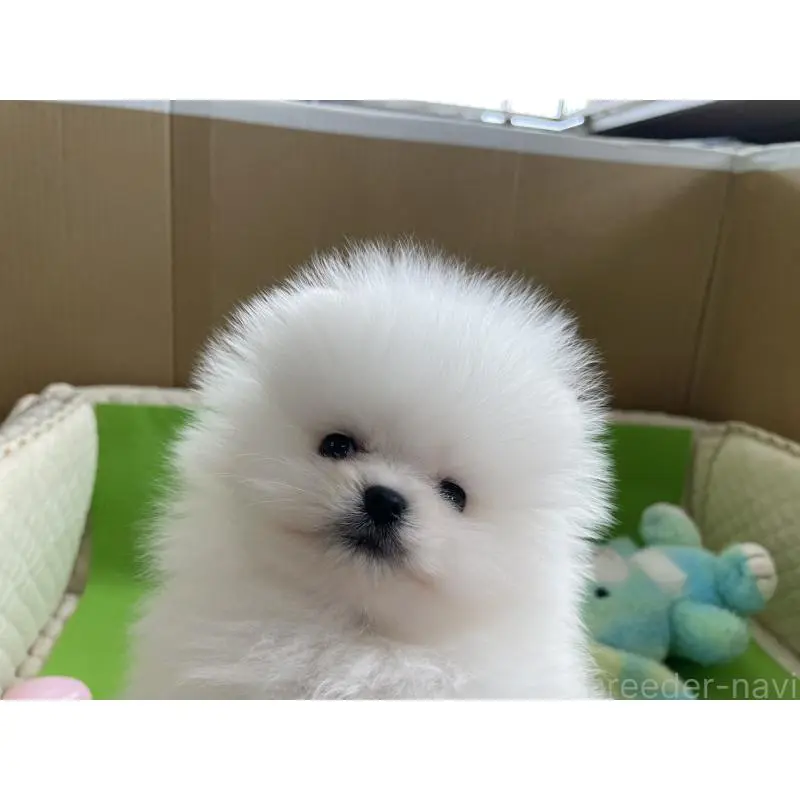 販売中の岐阜県のポメラニアン-453736の5枚目