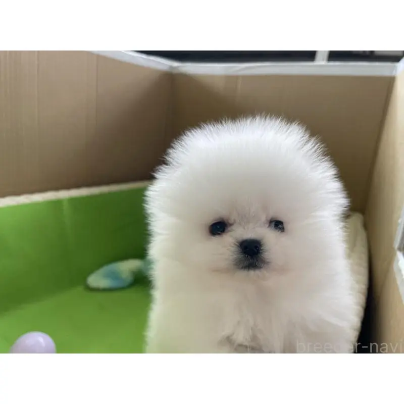 販売中の岐阜県のポメラニアン-453736の4枚目