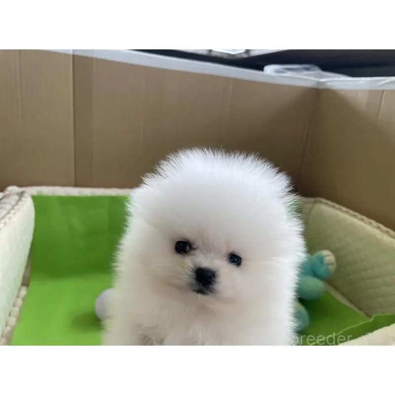 販売中の岐阜県のポメラニアン-453736の3枚目