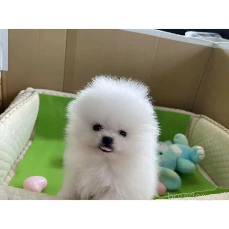 販売中の岐阜県のポメラニアン-453736の2枚目