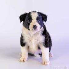 ♀︎ボーダーコリー