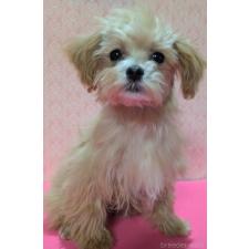 ♀︎マルプー:マルチーズ×トイプードル