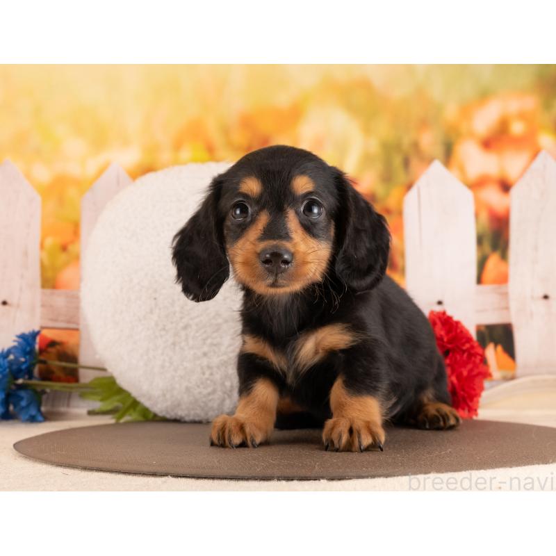 販売中の愛知県のミニチュアダックスフンド(ロングヘアード)-453739の4枚目