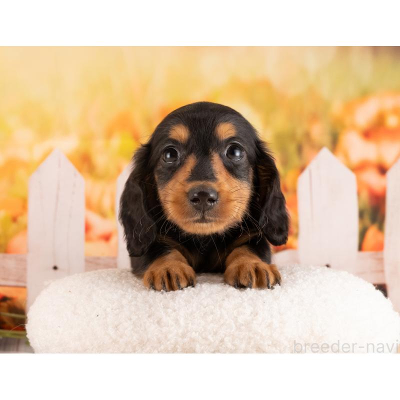 販売中の愛知県のミニチュアダックスフンド(ロングヘアード)-453739の3枚目