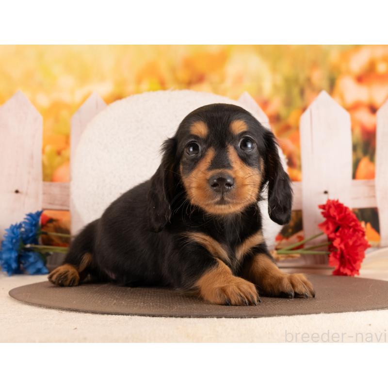 販売中の愛知県のミニチュアダックスフンド(ロングヘアード)-453739の2枚目