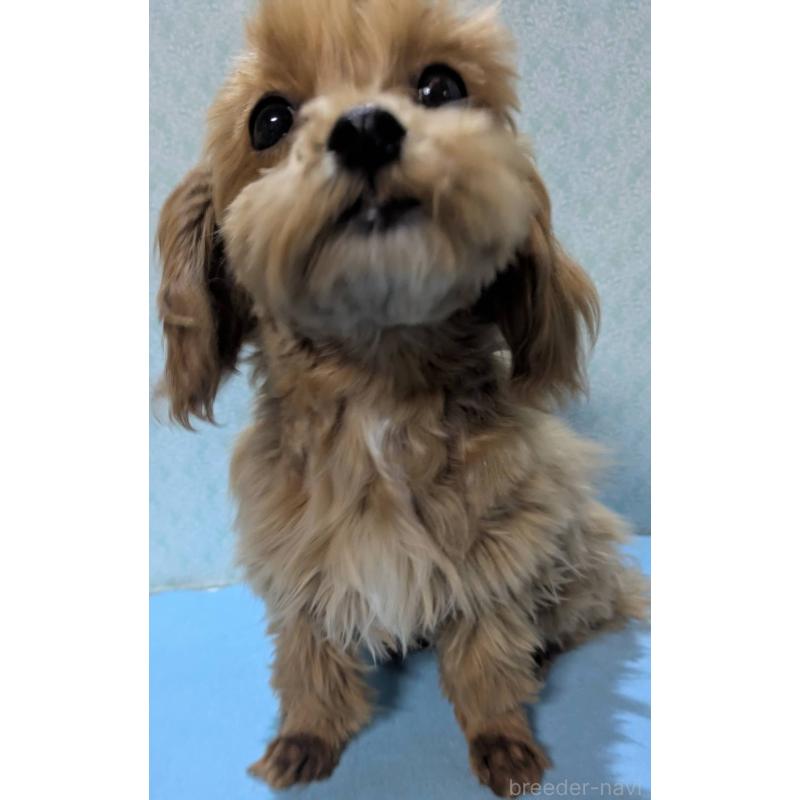 販売中の埼玉県のマルプー:マルチーズ×トイプードル-426890