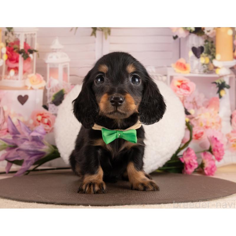 販売中の愛知県のミニチュアダックスフンド(ロングヘアード)-453740の5枚目