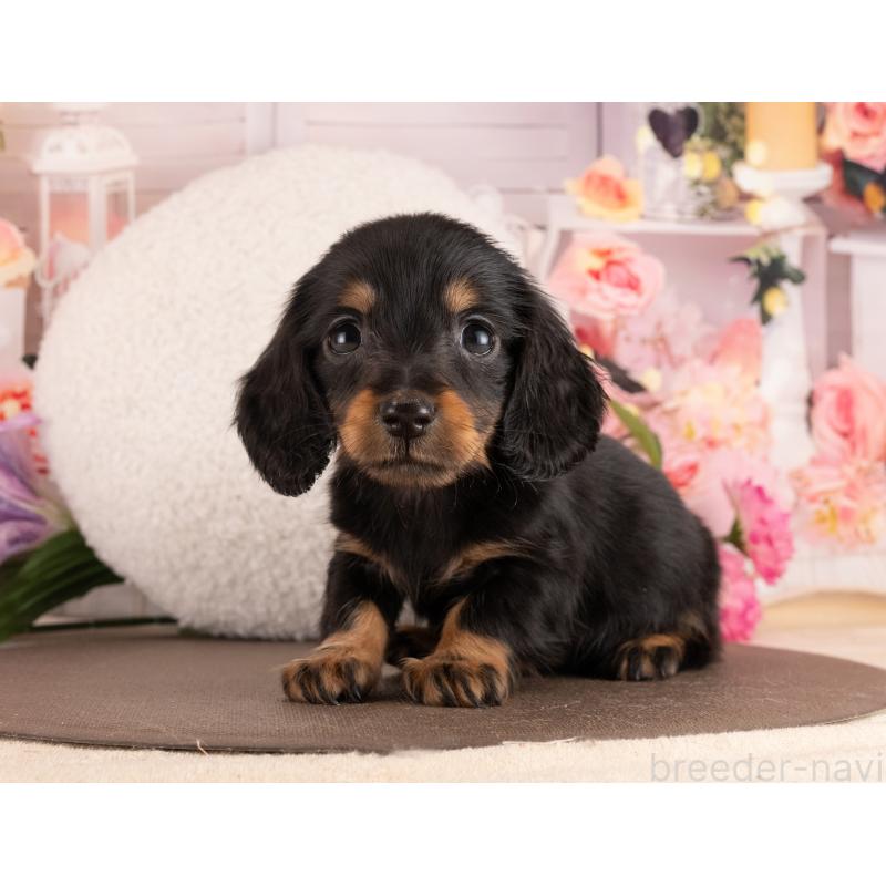 販売中の愛知県のミニチュアダックスフンド(ロングヘアード)-453740の4枚目