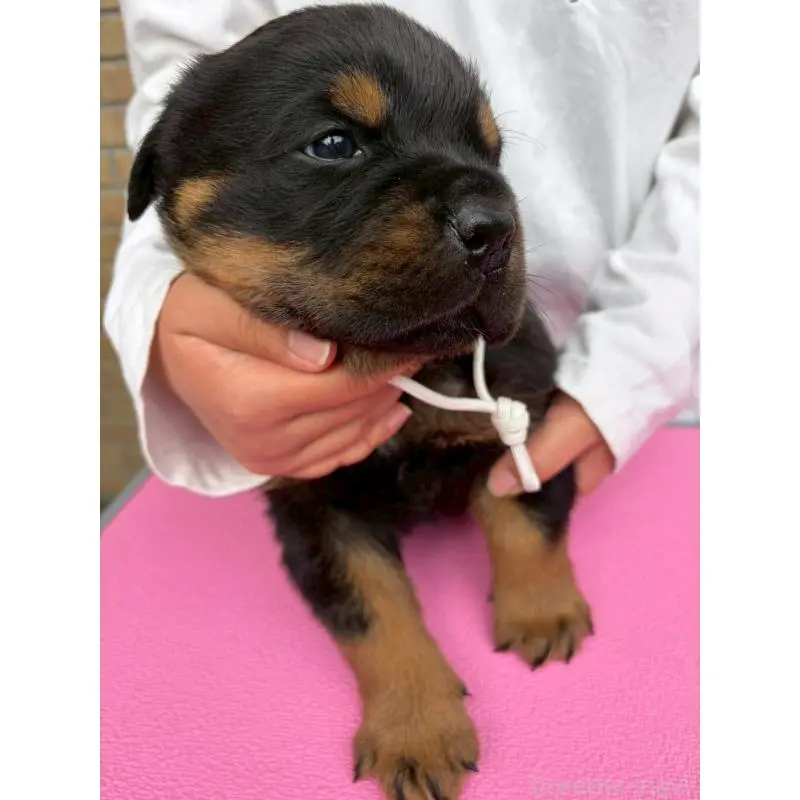 販売中の栃木県のロットワイラー-453741の8枚目