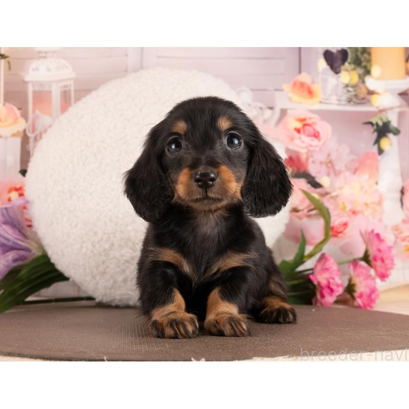 販売中の愛知県のミニチュアダックスフンド(ロングヘアード)-453740の3枚目