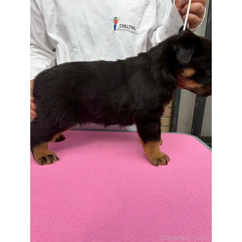 販売中の栃木県のロットワイラー-453741の7枚目